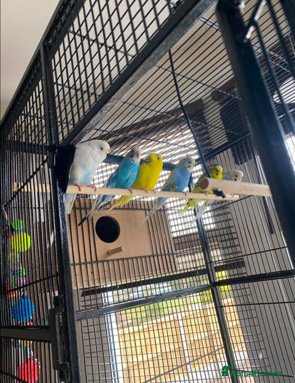 Budgerigars birds Budgies + Cage and Accessories - Advert 1