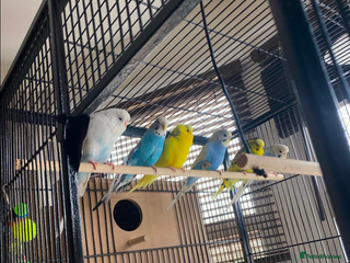 Budgerigars birds Budgies + Cage and Accessories - Advert 1