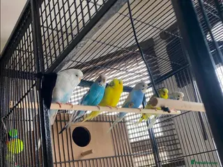 Budgerigars birds Budgies + Cage and Accessories - Advert 19