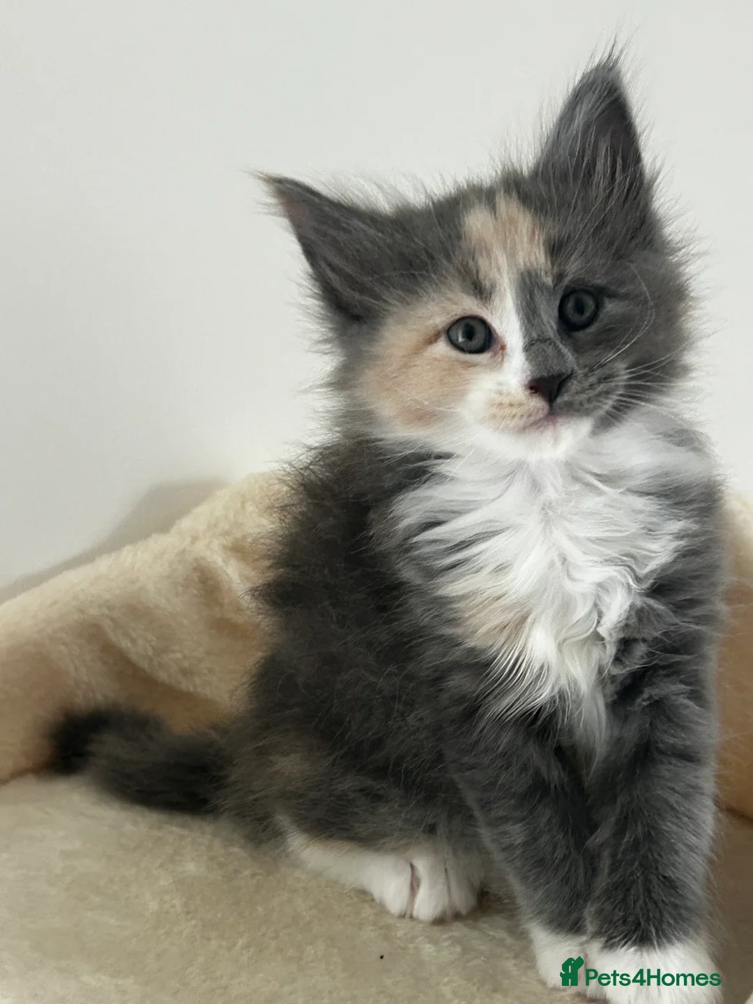 Maine Coon cats for sale: Find Your Purrfect Match! - Advert 35