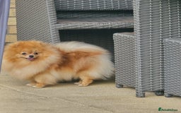 Pomeranian dogs for sale: Stunning KC Pomeranian female 🏆🎖 - Image 2