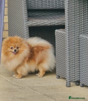 Pomeranian dogs - Advert 4