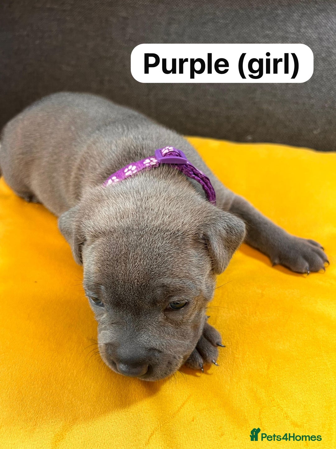 Staffordshire Bull Terrier dogs for sale:   Champion-KC.Reg.Blue Staffordshire Bull Terrier  - Image 24