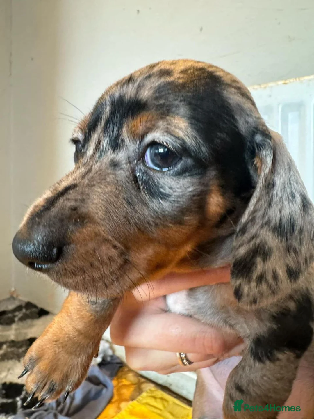 Dachshund dogs for sale: Beautiful Miniature Dachshund Puppies - Advert 22