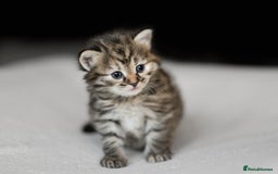 Siberian cats for sale: Traditional Siberian Kittens - 2 Girls Available - Image 8