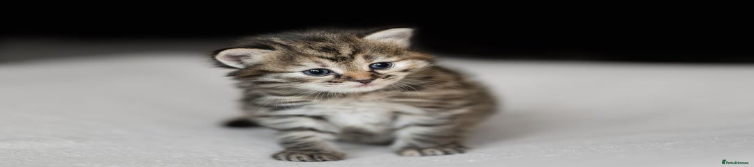 Siberian Kitten 8