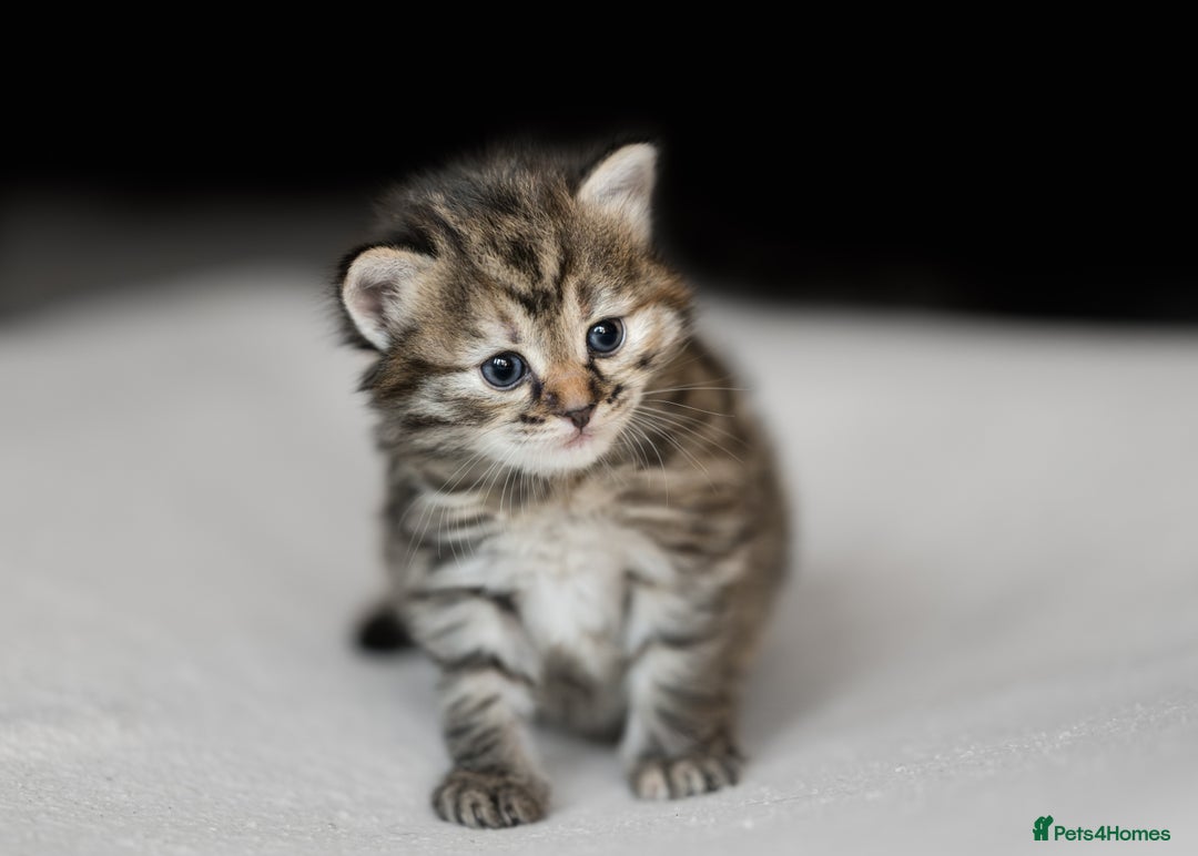 Siberian cats for sale: Traditional Siberian Kittens - 2 Girls Available - Image 8