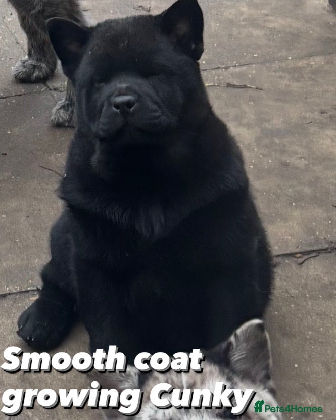 Chow Chow dogs REDUCED PRICE Chow chow pups mixed  coats  - Advert 1