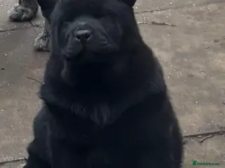 Chow Chow dogs REDUCED PRICE Chow chow pups mixed coats - Advert 1