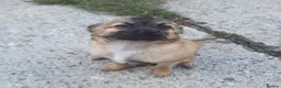 Chihuahua dogs for sale: Looking for Forever Homes  in Sittingbourne - Advert 8