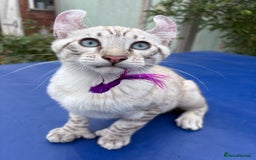 Keetso cats for sale: The best Keetso boy ever  - Image 4
