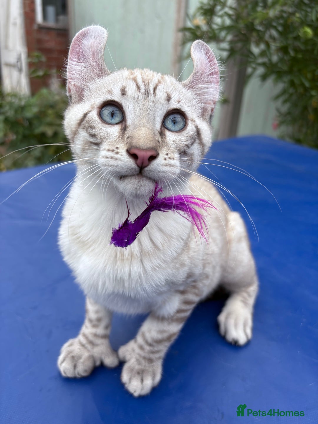 Keetso cats for sale: The best Keetso boy ever  - Image 4
