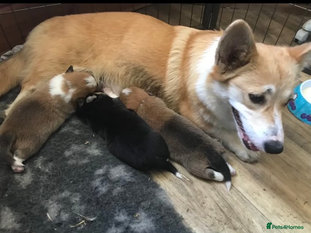 Welsh Corgi Pembroke dogs for sale: 5 KC Reg champ bloodlines & health tested parents - Advert 2