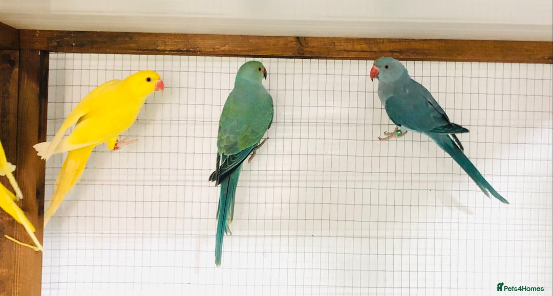 Ringnecks birds for sale: Beautiful coloured ringneck parrots for sale. - Image 13