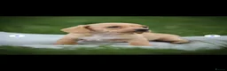 Dachshund dogs for sale: Miniature Cream Smooth Dachshunds Ready Now - Advert 13