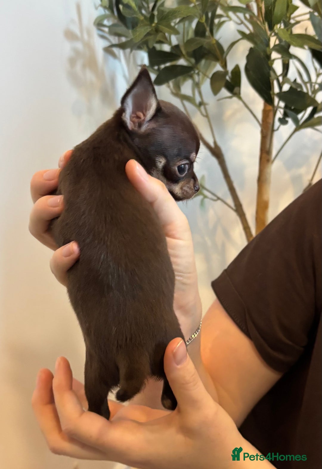 Chihuahua dogs for sale: 3 female and 1 male chihuahua puppies.  - Image 4