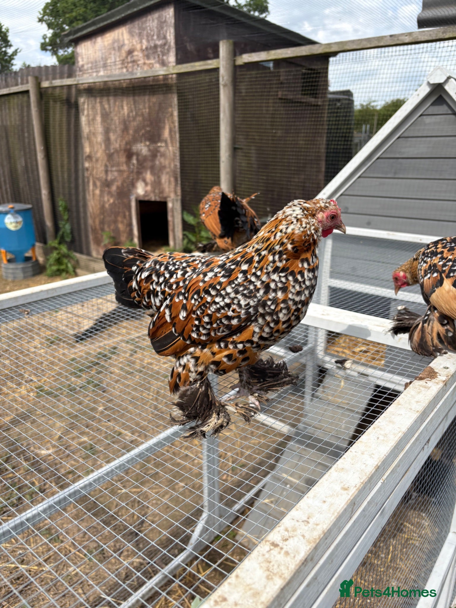 Chickens poultry Sabelpoot Hens | 6 months old - Advert 21