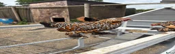 Chickens poultry for sale: Sabelpoot Hens | 6 months old in Alton - Advert 4