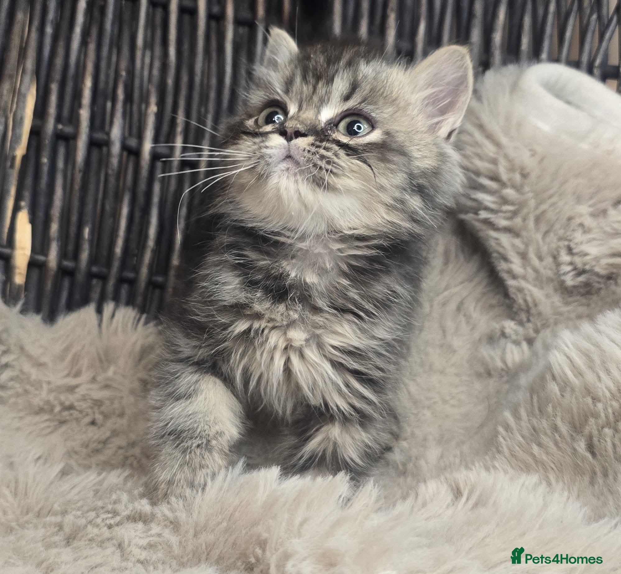 Persian cats Beautiful Persian babies available now reduced  - Advert 9
