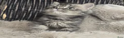 Persian cats for sale: Beautiful Persian babies available now  - Advert 12