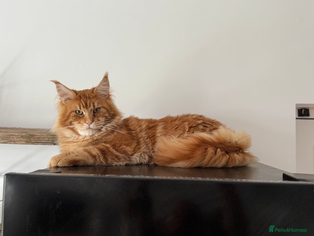 Maine Coon cats for stud: Proven Red tabby Maine coon stud - Advert 6
