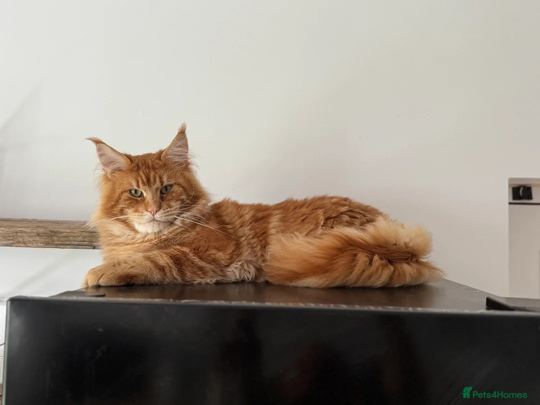 Maine Coon cats for stud: Proven Red tabby Maine coon stud - Advert 6