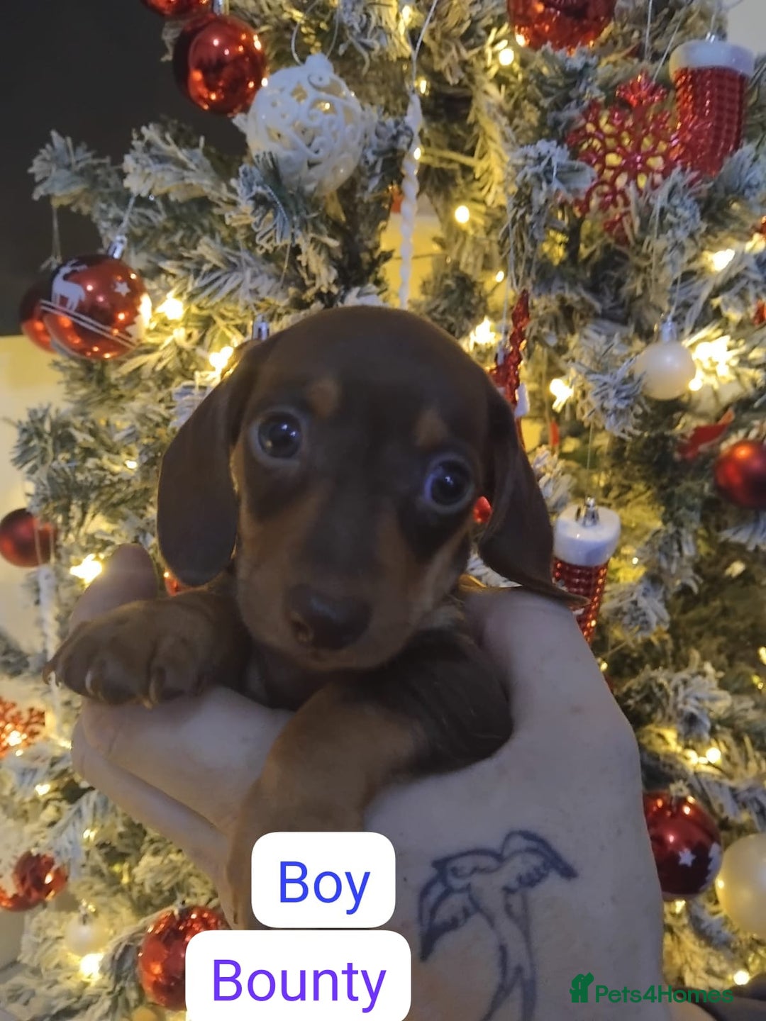 Dachshund dogs for sale: Last 6 stunning boys left. - Advert 10