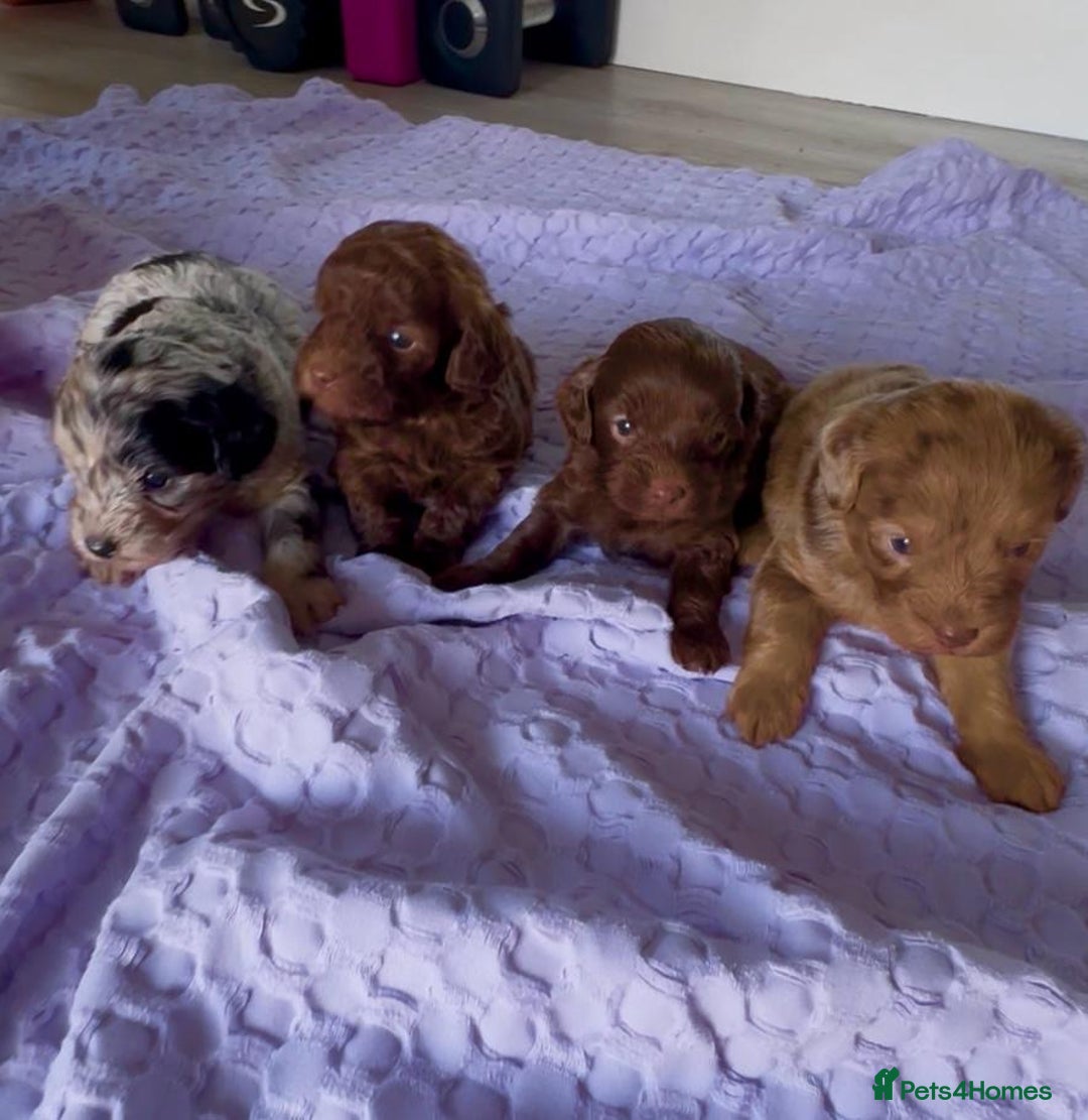 Yorkiepoo dogs for sale:  We go We - Advert 6
