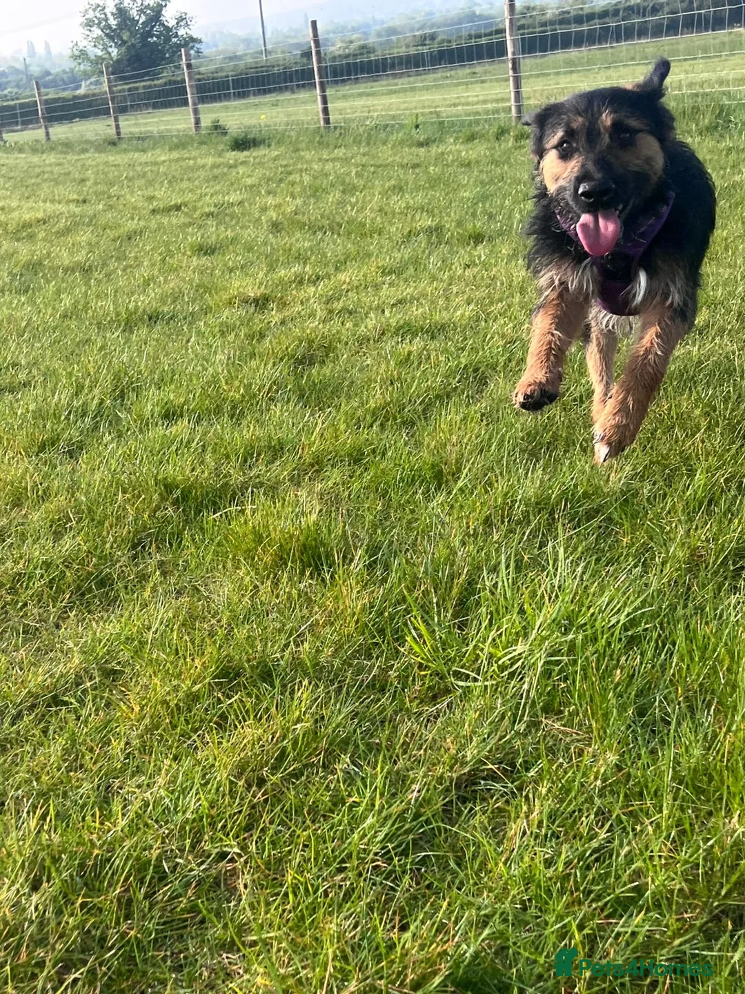 Mixed Breed dogs for adoption: Special boy Sparkle looking for love - Advert 2