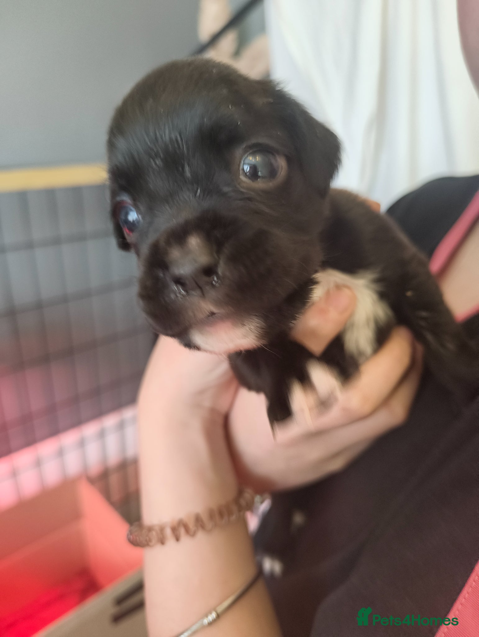 Boxer dogs ❤RARE  BLACK  BOXERS❤ - Advert 2