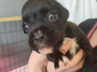 Boxer dogs ❤RARE BLACK BOXERS❤ - Advert 2