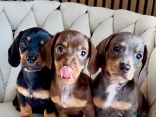Miniature Dachshund dogs 🩷✨Available mini PRA clear pups !✨🩷 - Advert 7