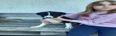 Border Collie 3 (bella)