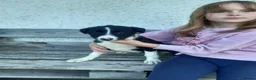 Border Collie dogs for sale: Border Collie pups for sale in Carmarthen - Advert 6
