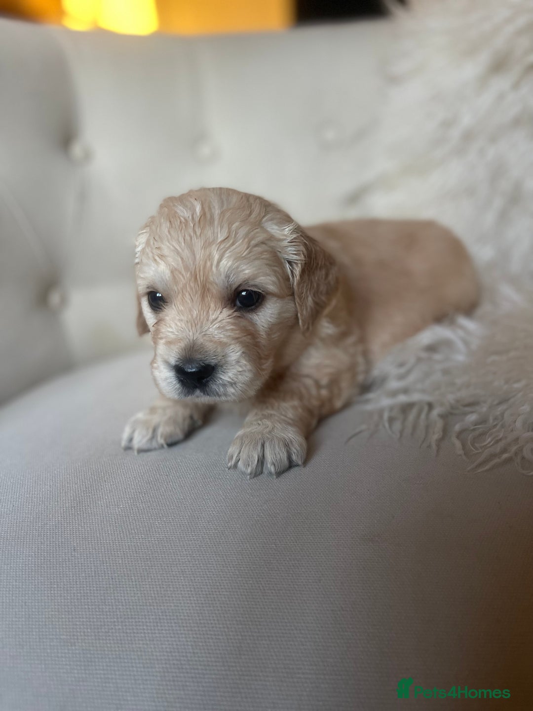Golden Retriever dogs for sale: ✨Kennel Club Registered Golden Retriever Puppies ✨ - Advert 5