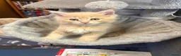 Maine Coon cats for sale: 3 cream girl Maine coon Kittens - Advert 12