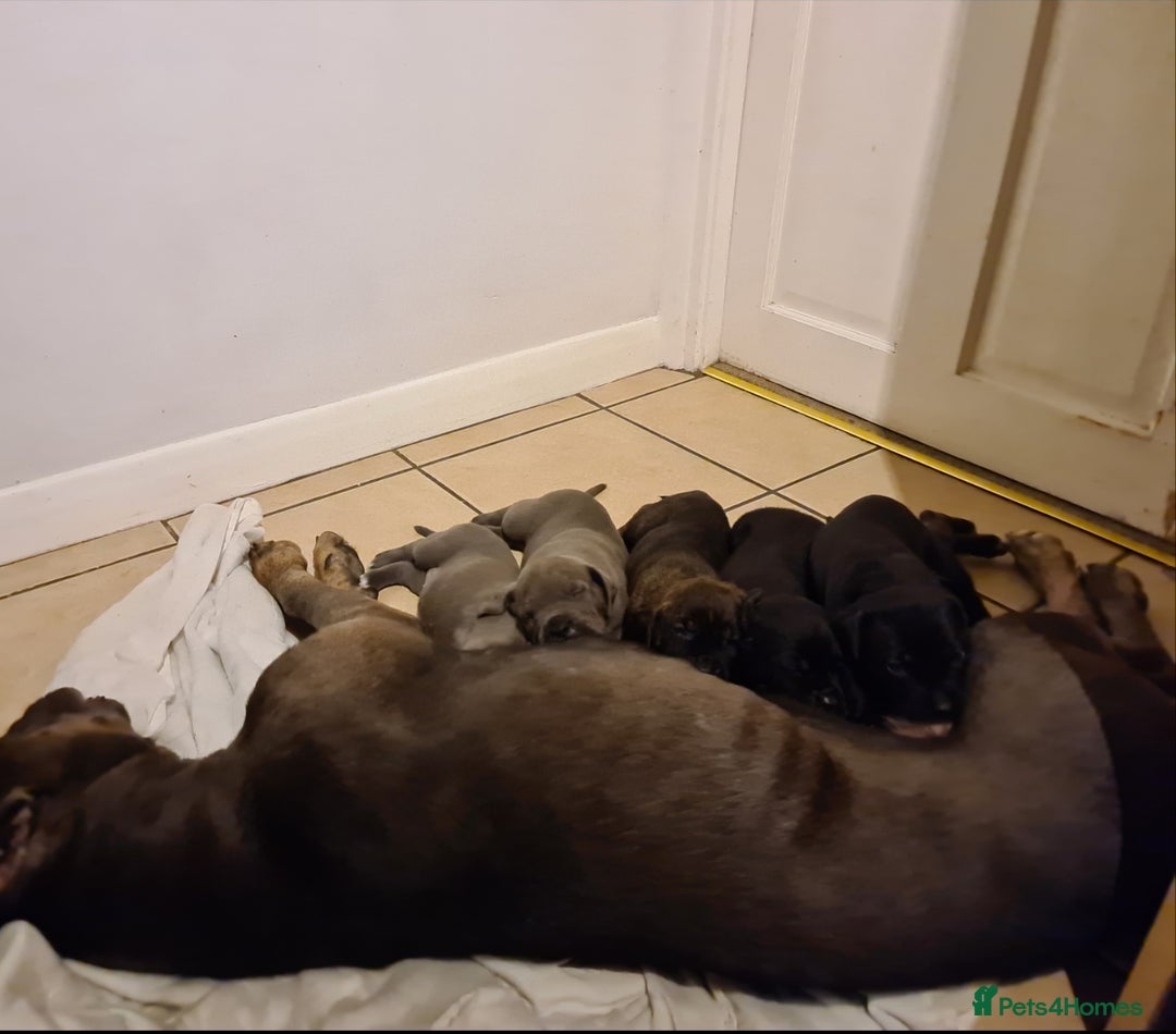 Cane Corso dogs for sale: Outstanding champion bloodline Cane Corso's - Advert 2