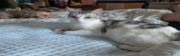 Mixed Breed cats for sale: Bengal x Maine coon  - Advert 7