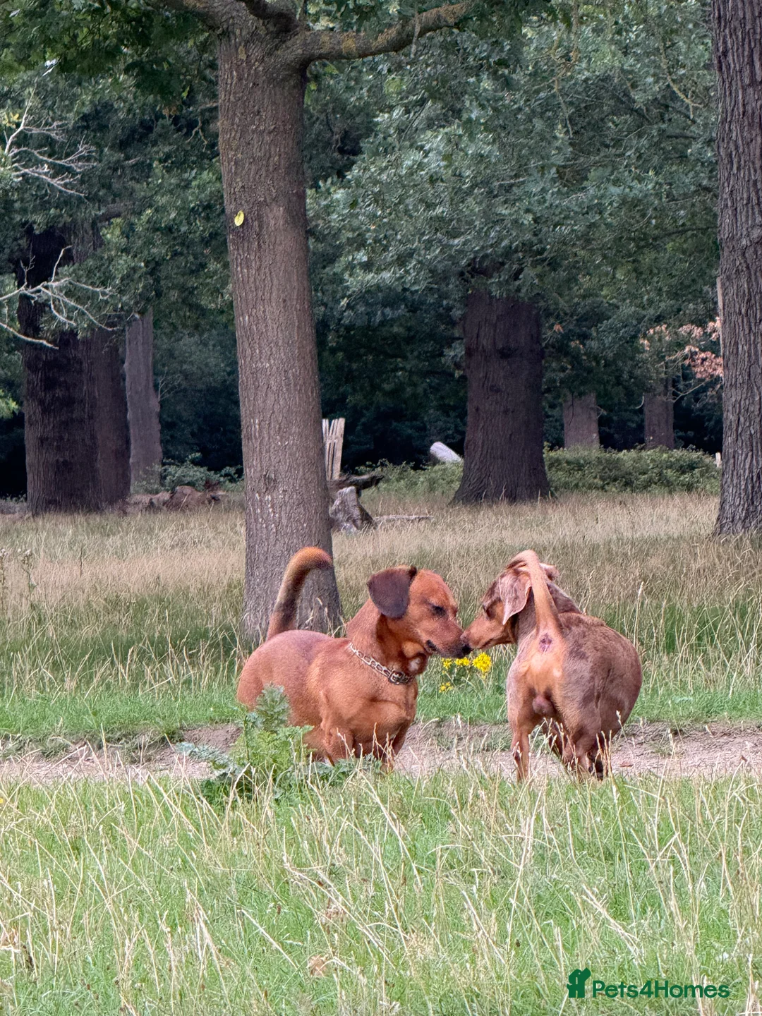 Dachshund dogs for stud: Standard Dachshund – Stud Available - Advert 4