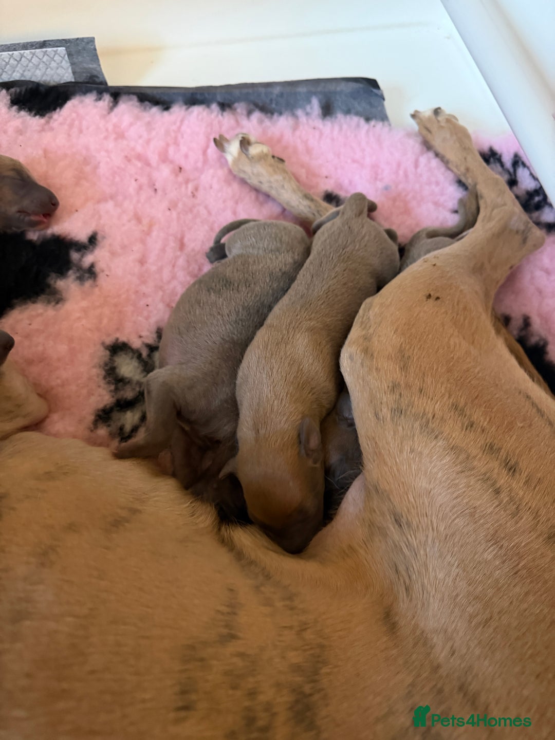 Whippet dogs for sale: KC registered Whippet Puppies  - Advert 3
