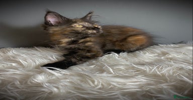 Maine Coon cats - Advert 11