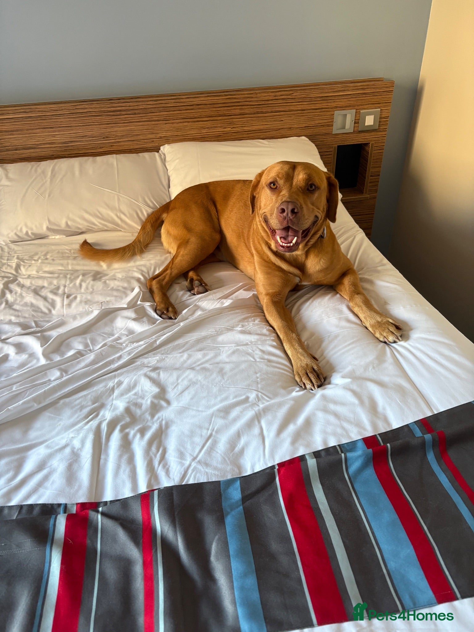 Mixed Breed dogs  Jax , Male dog de bordoux / bull lurcher  - Advert 7