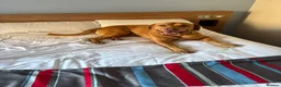 Mixed Breed dogs for sale:  Jax , Male dog de bordoux / bull lurcher  in Hull - Advert 1