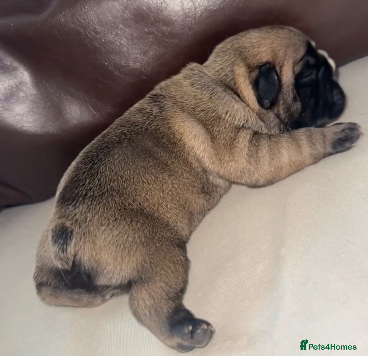 French Bulldog dogs French bulldog  - Advert 1