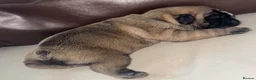 French Bulldog dogs for sale: French bulldog  - Advert 1