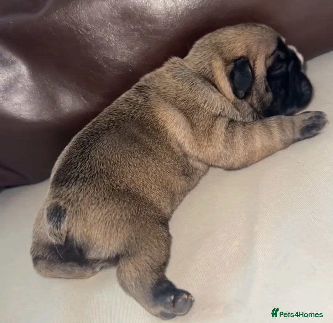 French Bulldog dogs for sale: French bulldog  - Advert 1
