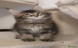 Maine Coon cats for sale: pure maine coon kittens - Image 6