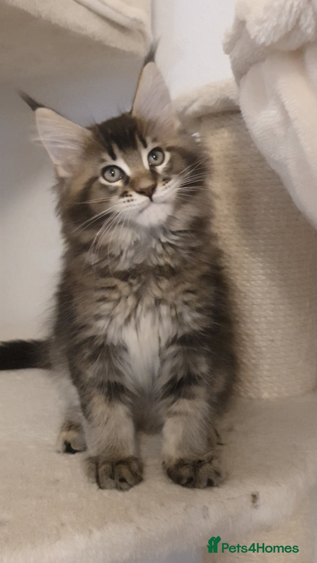 Maine Coon cats for sale: pure maine coon kittens - Image 6