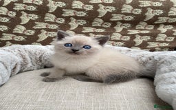 British Shorthair cats for sale: British Shorthair x Ragdoll kittens  - Image 9
