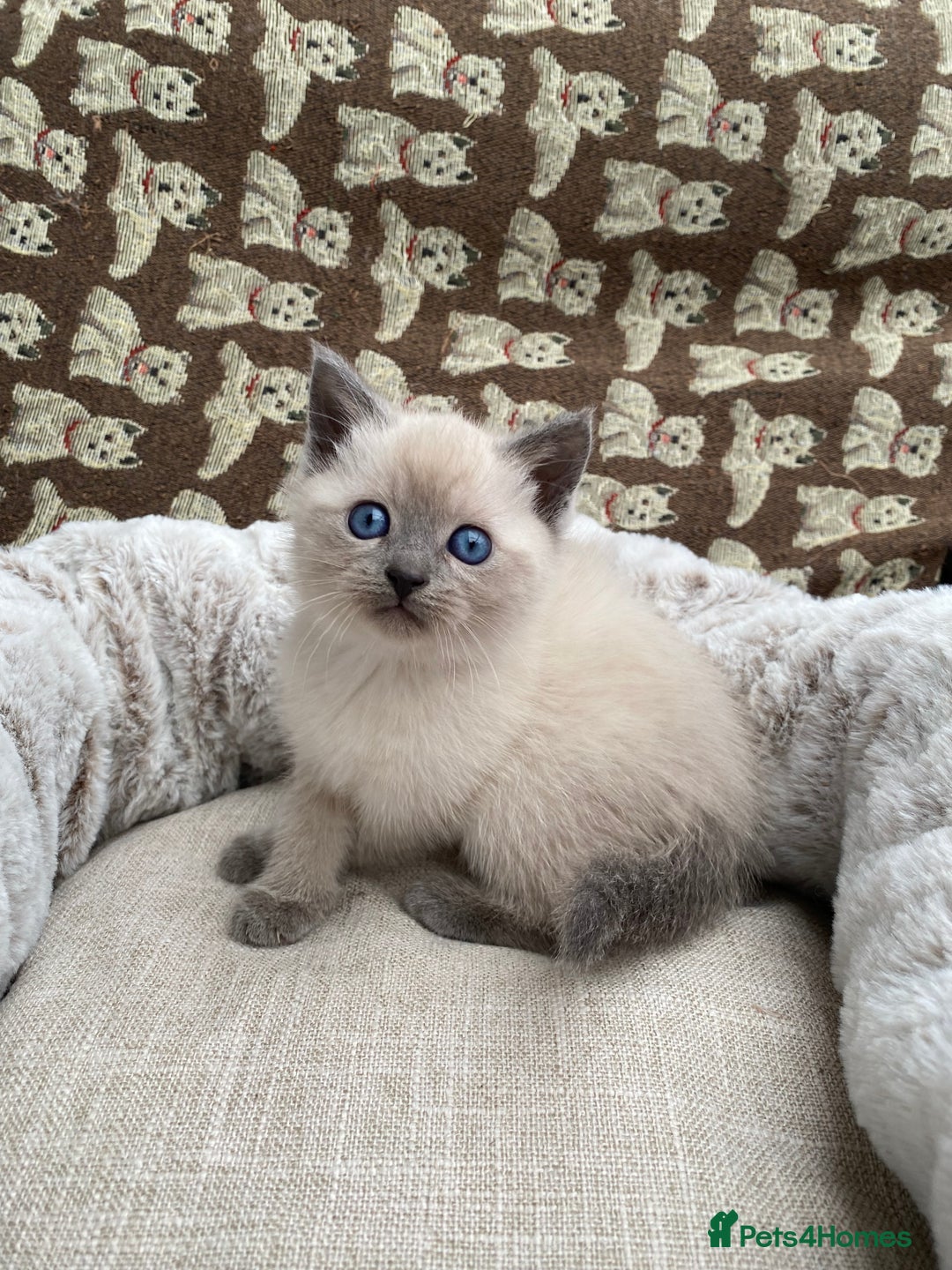 British Shorthair cats for sale: British Shorthair x Ragdoll kittens  - Image 9